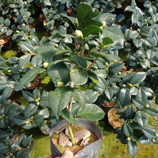 漳平市 16杯东方亮白茶花，一件80装，产地批发直销量大优惠关注咨询
