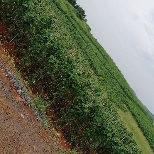 桂阳县水浇地 土地扭转：配30Kw电力，适合蔬菜种植果园。1000亩