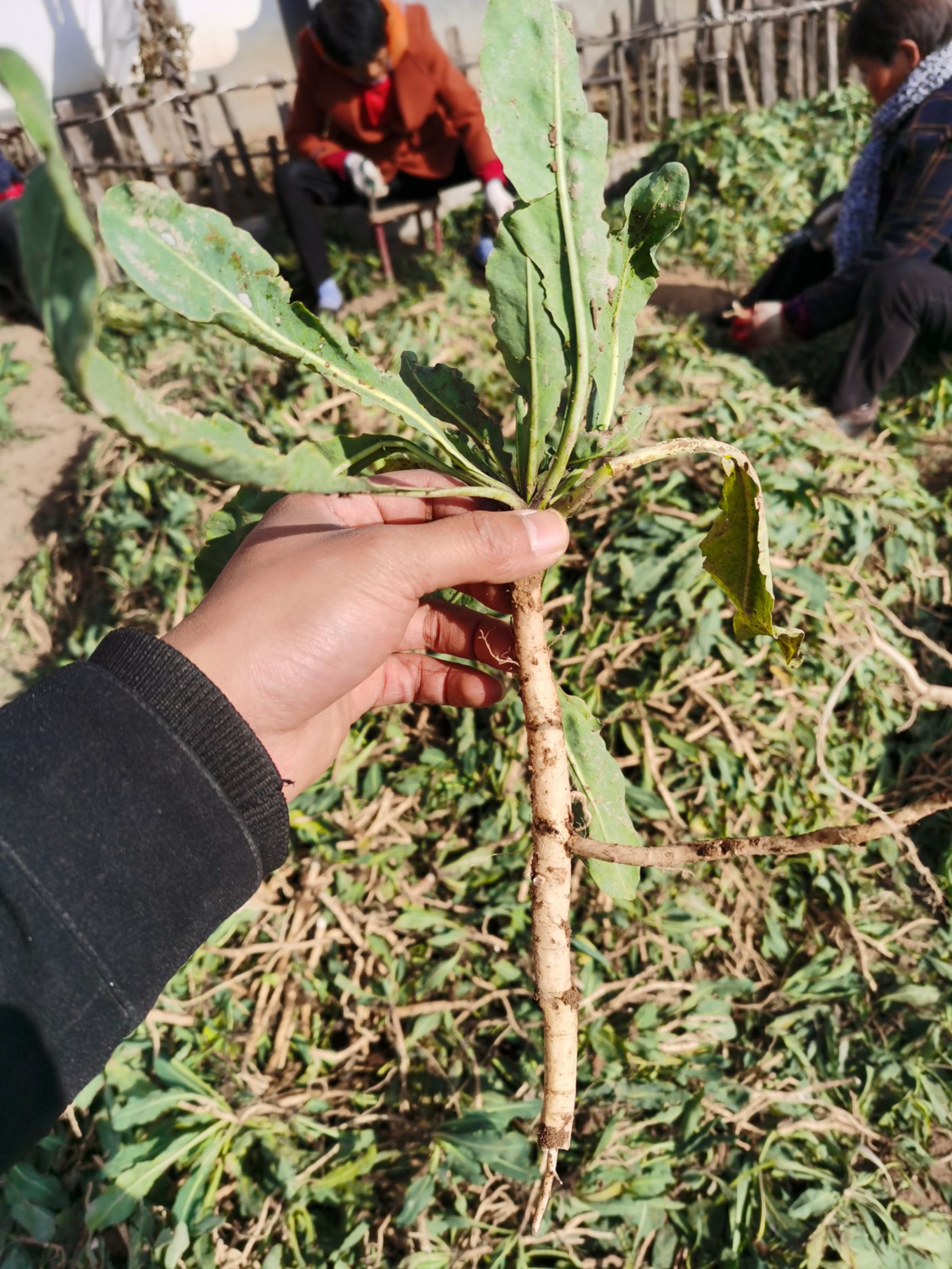 板蓝根根茎照片图片