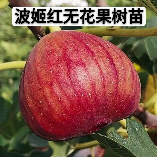 平邑县 波姬红无花果树苗，南北方种植盆栽地栽包成活包结果