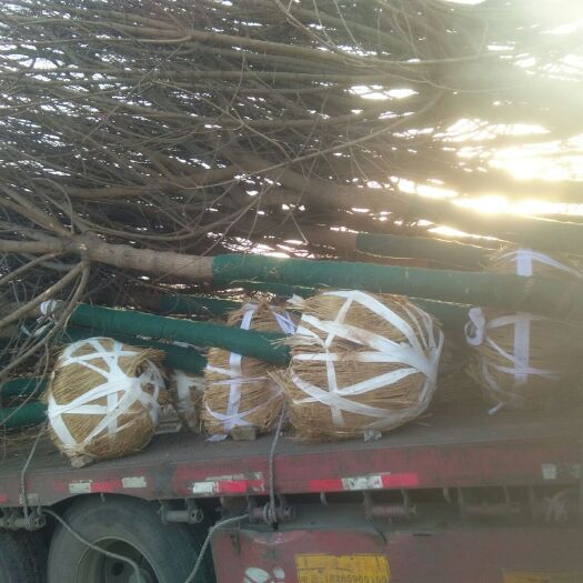 邳州市 胸径五角枫