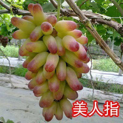 平邑县美人指葡萄苗，南北方适宜种植，基地直销三包发货