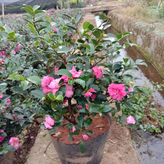 金华 茶梅大桶