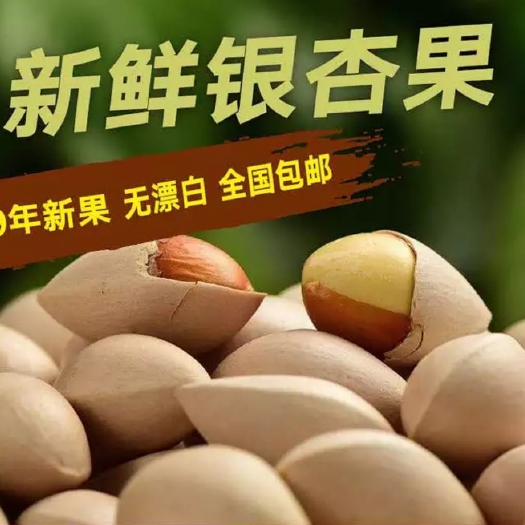 巴东县银杏干果  中国最美古银杏文化小镇清太坪镇鲜大白果(饭白果)