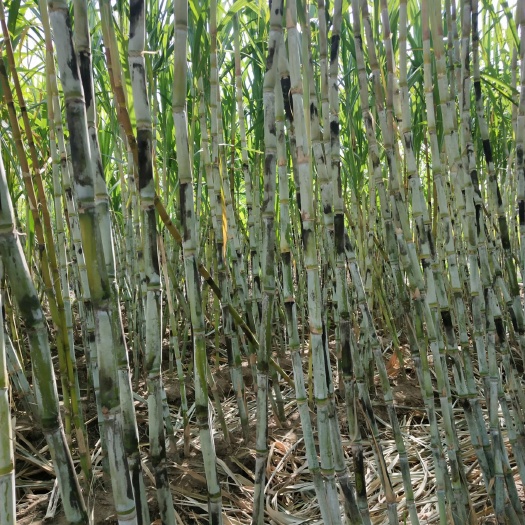 瑞安市自家炸的手工红糖好吃到哭