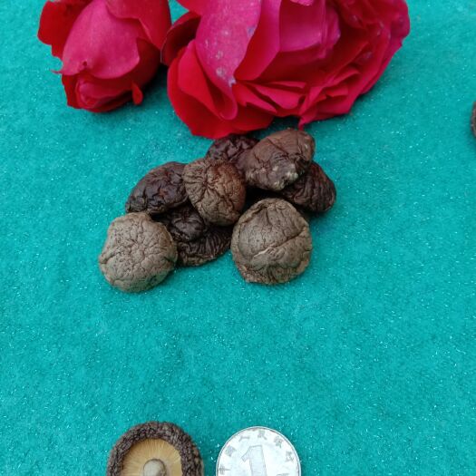 西峡县西峡香菇  金钱菇