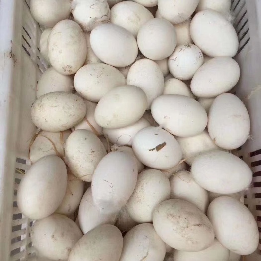 南昌 天然农家散养鹅蛋初生蛋
