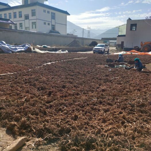 岷县 甘肃岷县当归甲天下鲜