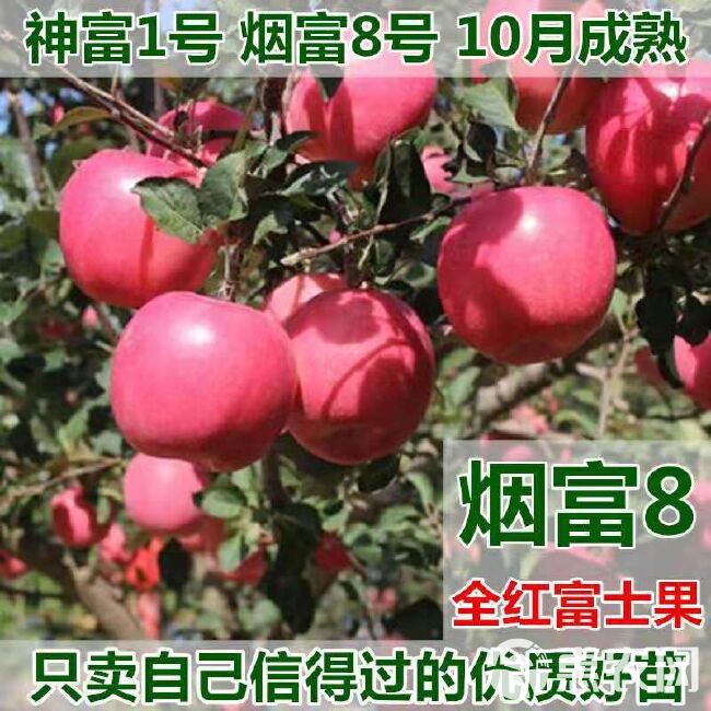  黑钻苹果树苗地栽当年结果矮化特大耐寒红富士苹果苗南方北方种植