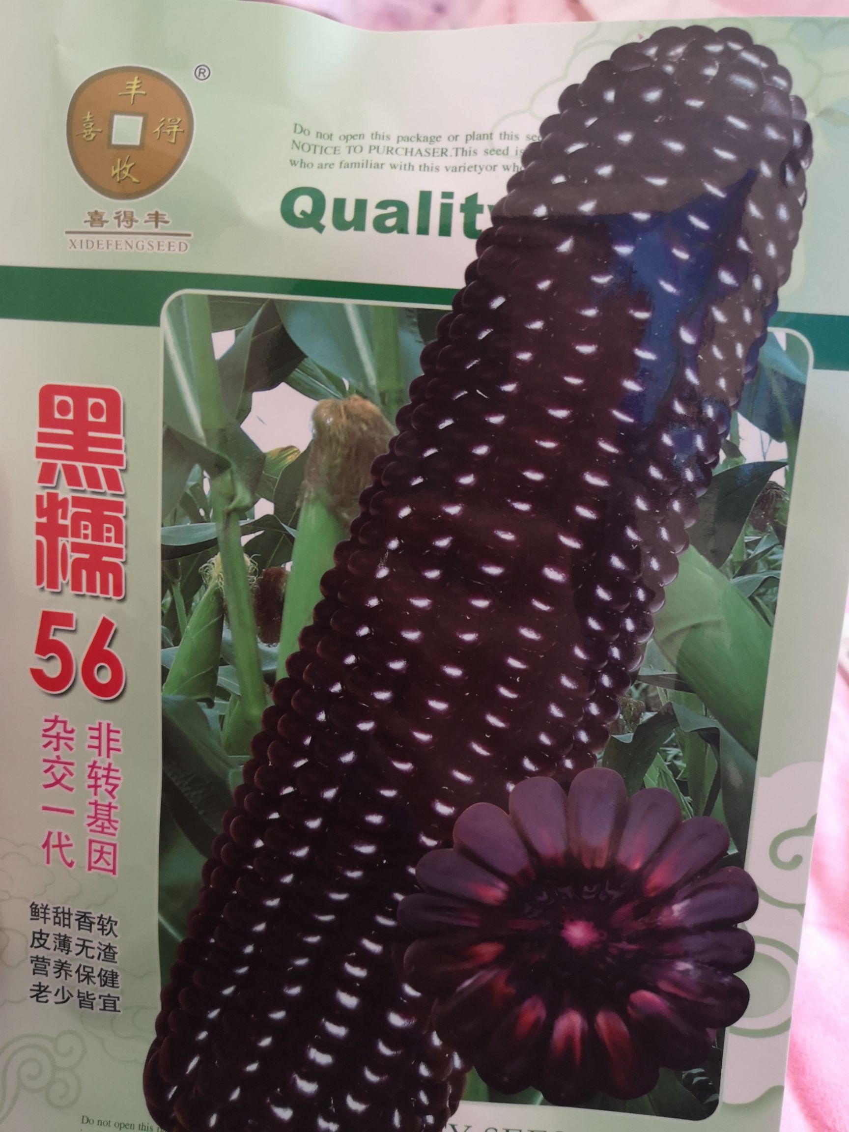郑州 黑糯59黑色糯玉米种子  杂交一代 鲜甜香软皮薄无渣营养保健