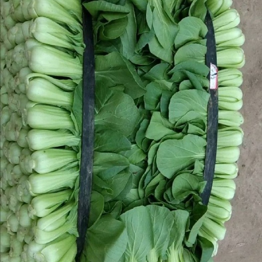 通江县 上海青，小白菜，菜心