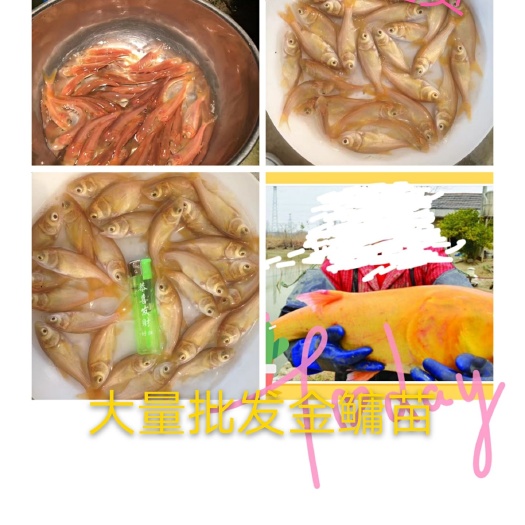 金鳙鱼苗 正中安徽巢湖的金鳙鱼，金大头苗