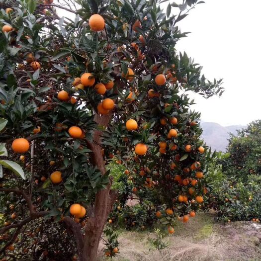 麻阳县 来自中国长寿之乡/中国冰糖橙之乡“麻阳冰糖橙”浓香超甜天然
