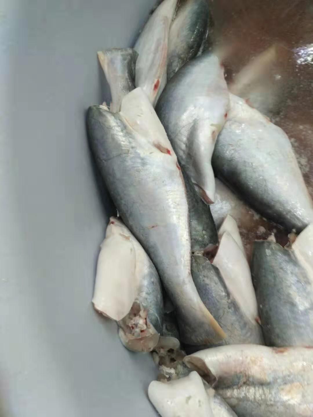 冷冻巴沙鱼 一手巴沙鱼