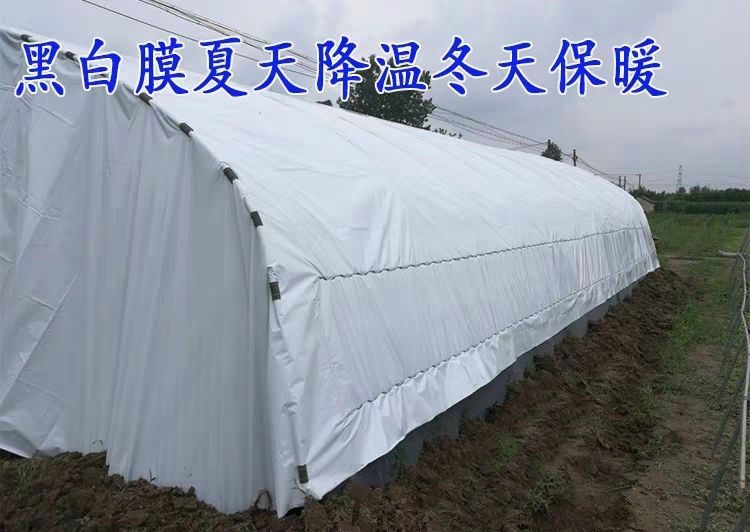 棚膜 黑白膜 菌菇养殖专用膜 鸡鸭鹅养殖专用膜 塑料