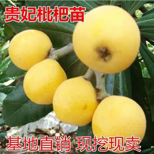 平邑县贵妃枇杷苗，基地直销三包发货