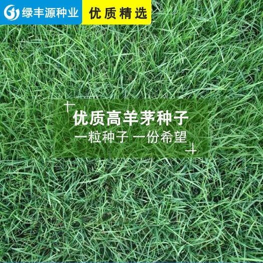沭阳县 高羊茅种子高羊茅草种高羊茅草坪种子高羊毛草籽四季常青草种