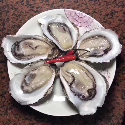 饶平县三倍体生蚝 海水 1-2两/只 鲜活水产