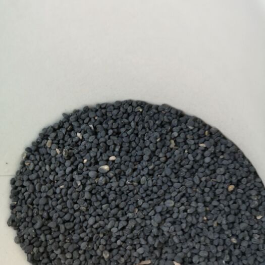 漳县黄芩种子 甘肃原产，量大从优
