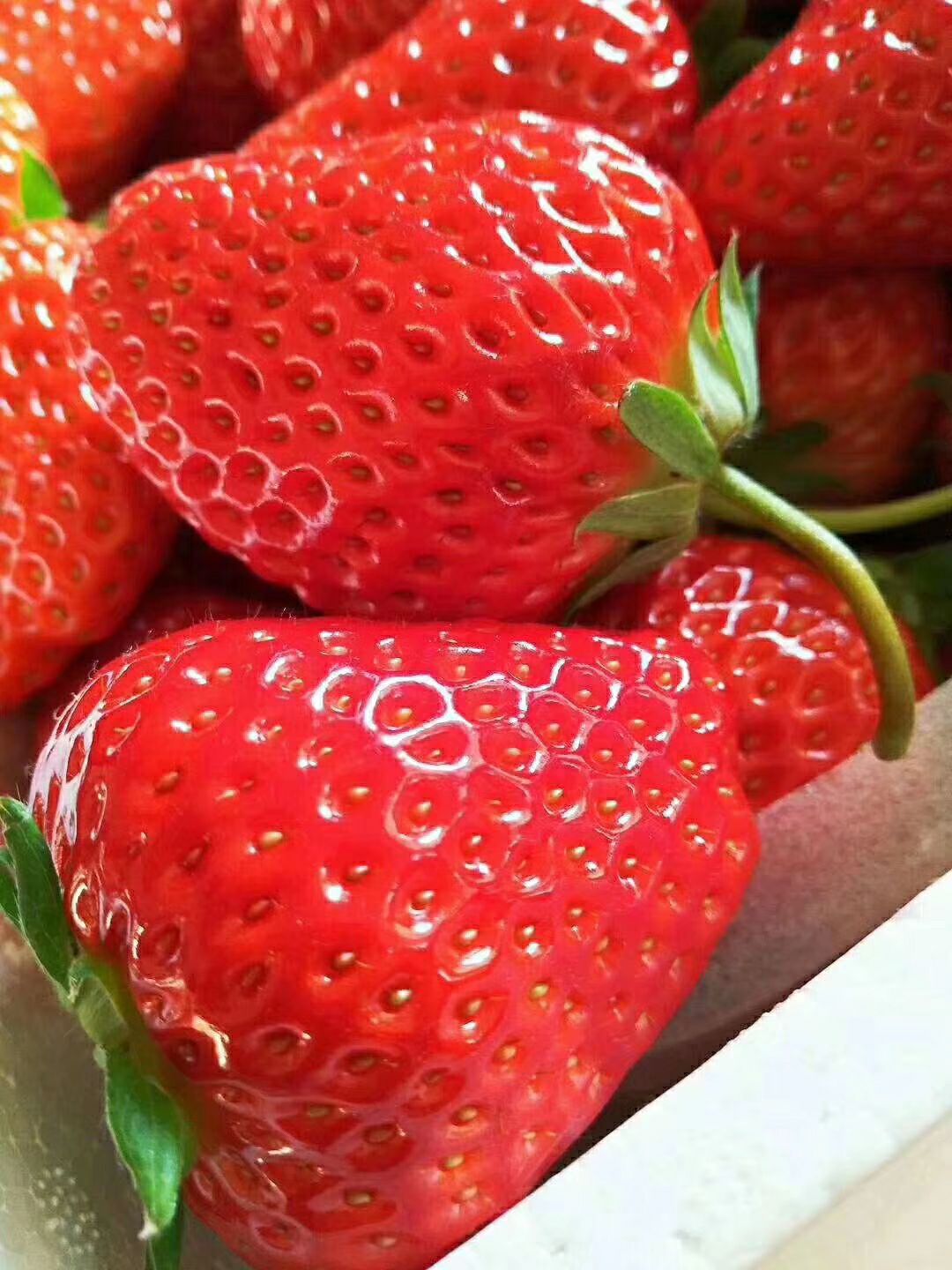 红颜草莓 产地直发
