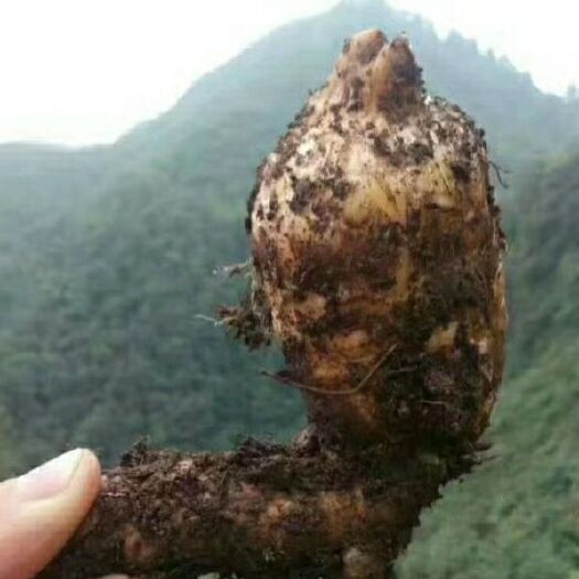 彝良县 新鲜天麻