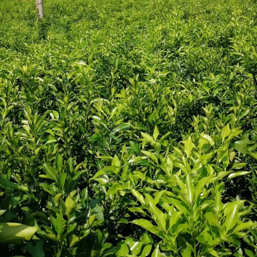 金堂县纽荷尔脐橙苗 柑橘苗