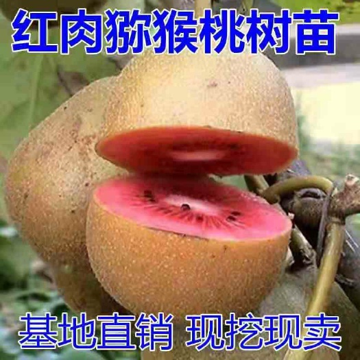 平邑县猕猴桃苗  红肉猕猴桃树苗，南北方适宜种植，基地直销三包发货