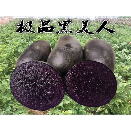 永昌县富硒黑土豆黑金刚土豆黑美人紫洋芋马铃薯
