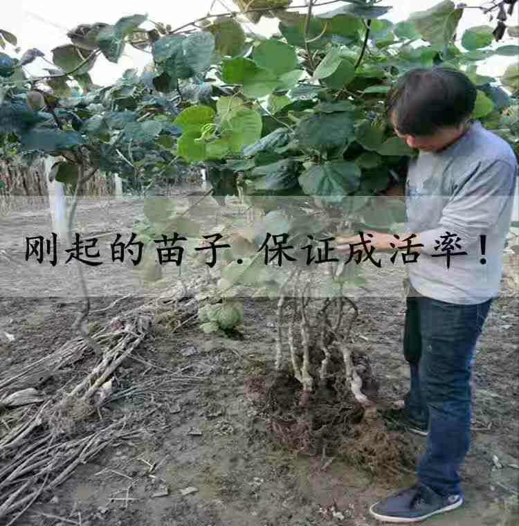 猕猴桃苗  红肉猕猴桃树苗，南北方适宜种植，基地直销三包发货