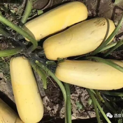 改良新一代大片籽用西葫芦种子