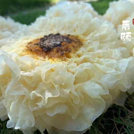 古田县 新鲜银耳