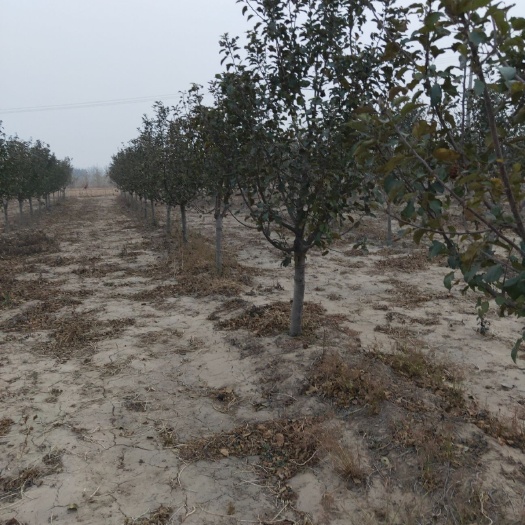 卢龙县苹果树苗 苹果树