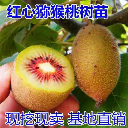 平邑县猕猴桃苗  红心猕猴桃树苗，南北方适宜种植，基地直销三包发货