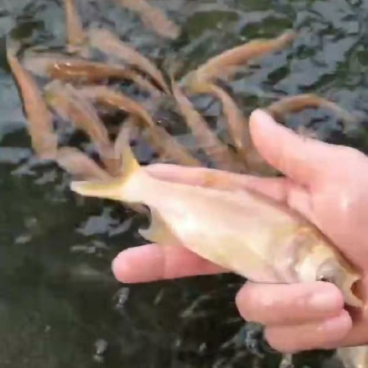 广州 金鳙鱼苗/金花鲢/俄罗斯金大头鱼苗十供自孵水花