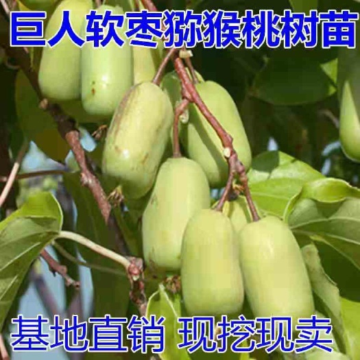 平邑县巨人软枣猕猴桃苗，南北方适宜种植，基地直销三包发货