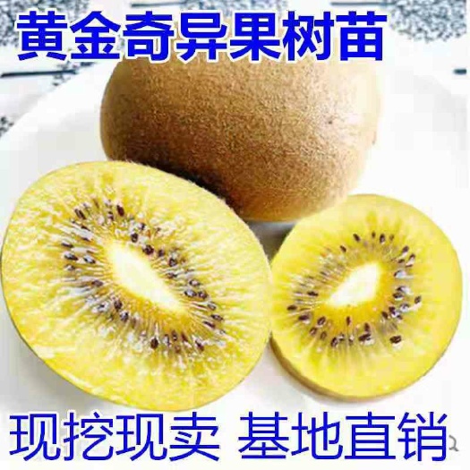 平邑县黄金奇异果苗  黄金奇异果猕猴桃苗，南北方适宜种植，基地直销三包发货