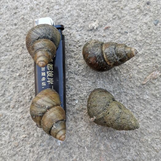 潜江市石螺 大炮头