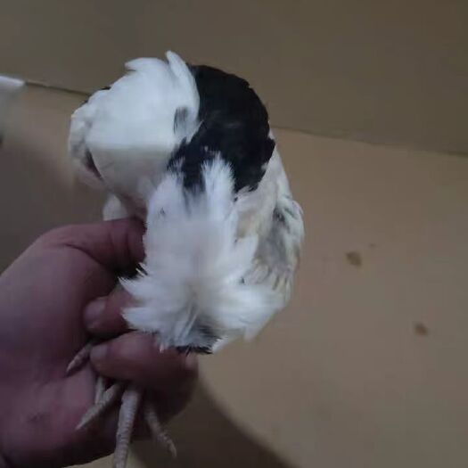 广州 贵妃鸡鸡苗