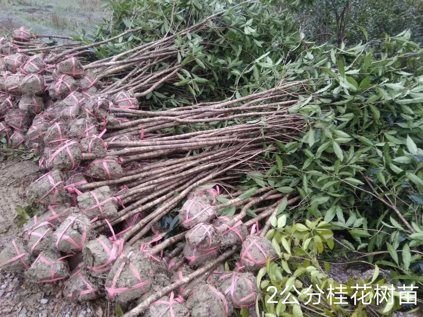 桂花树苗  金桂丹桂四季桂彩叶桂田栽地栽庭院小区工程园林净化