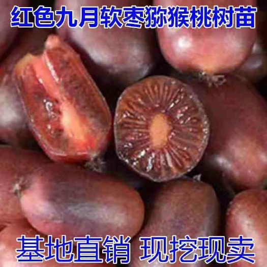 平邑县红色九月软枣猕猴桃苗，南北方适宜种植，基地直销三包发货
