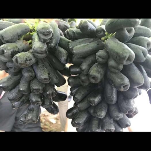 平邑县蓝宝石葡萄苗 蓝宝石嫁接阳光玫瑰巨峰葡萄树苗