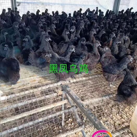 邵阳县 黑凤鸡苗