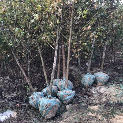 郎溪县3公分北美枫香树，产地宣城市，