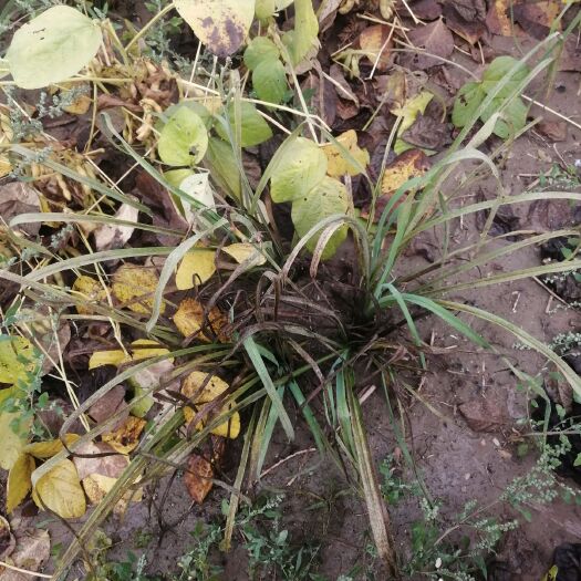 忻州 出售30万大同黄花菜苗子要的联系