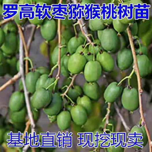 平邑县罗高软枣猕猴桃苗，南北方适宜种植，基地直销三包发货