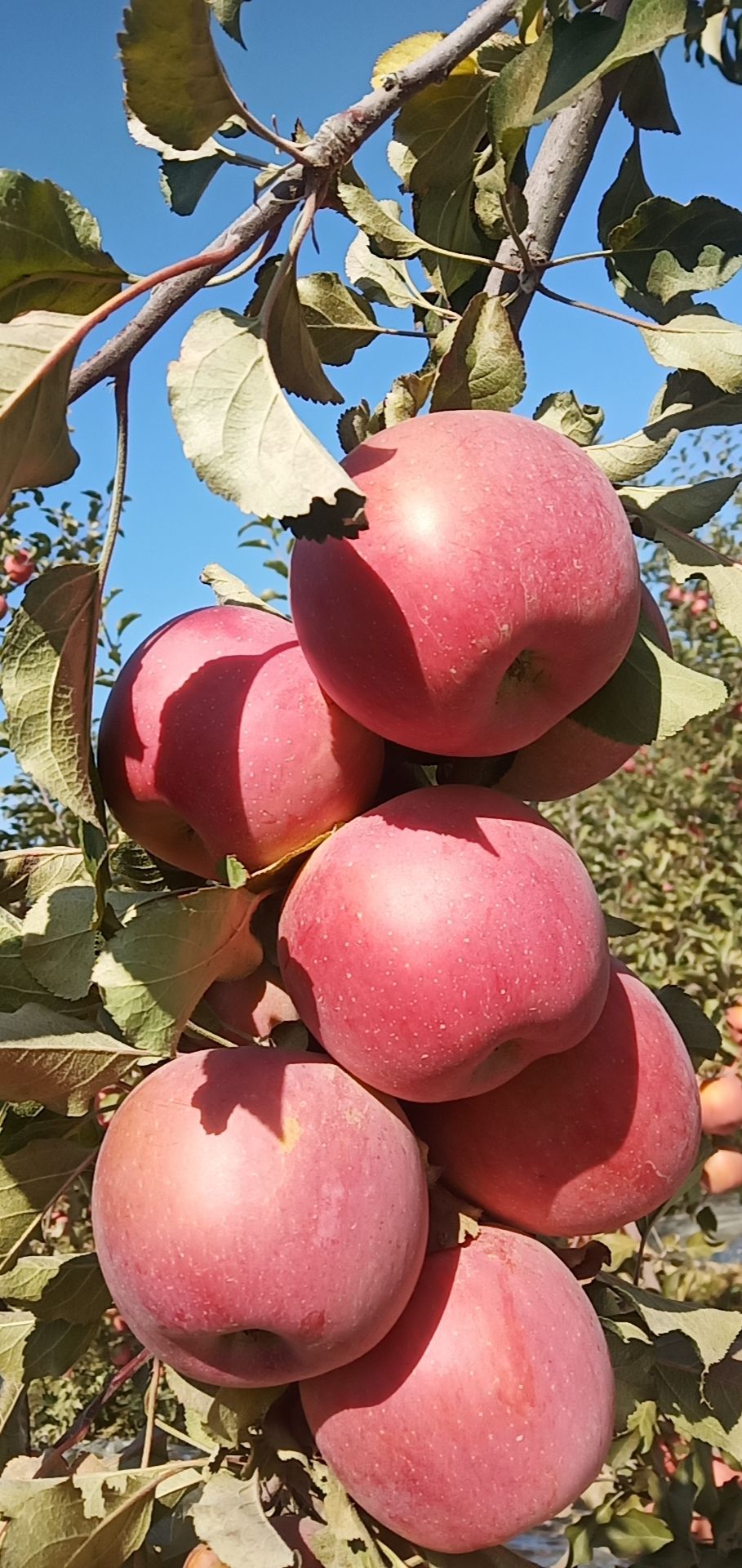 紅富士蘋果 紅富士光果