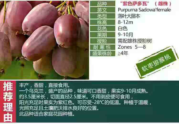 安娜软枣猕猴桃苗，南北方适宜种植，基地直销三包发货