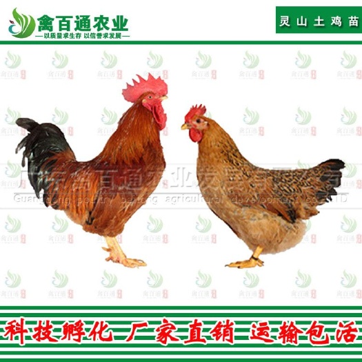 广州 灵山土鸡苗 桂香鸡苗  阉鸡苗 麻鸡苗 质量保证 包打疫苗