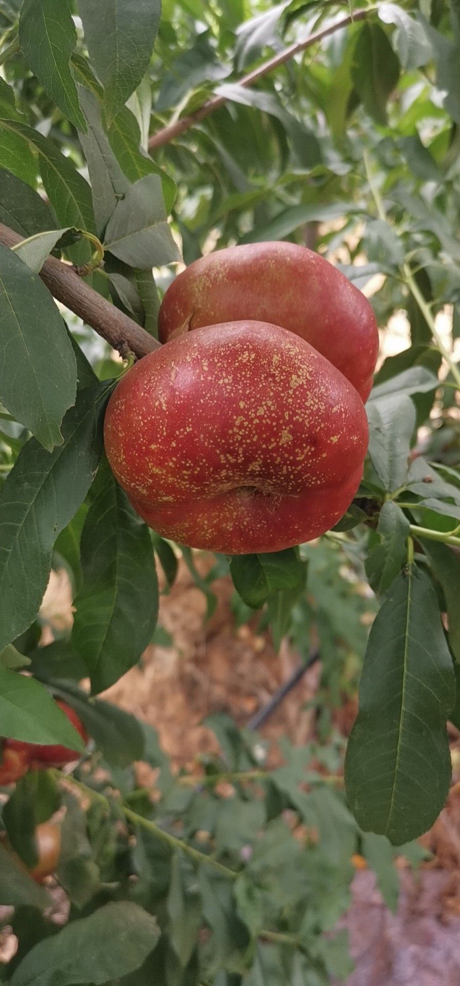  油蟠7-7桃树苗，中油蟠9油蟠桃苗