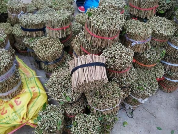 横州市茉莉花苗  广西横县茉莉之乡，基地直邮，茉莉花枝条